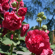 Hollyhock Chater's Scarlet Seed