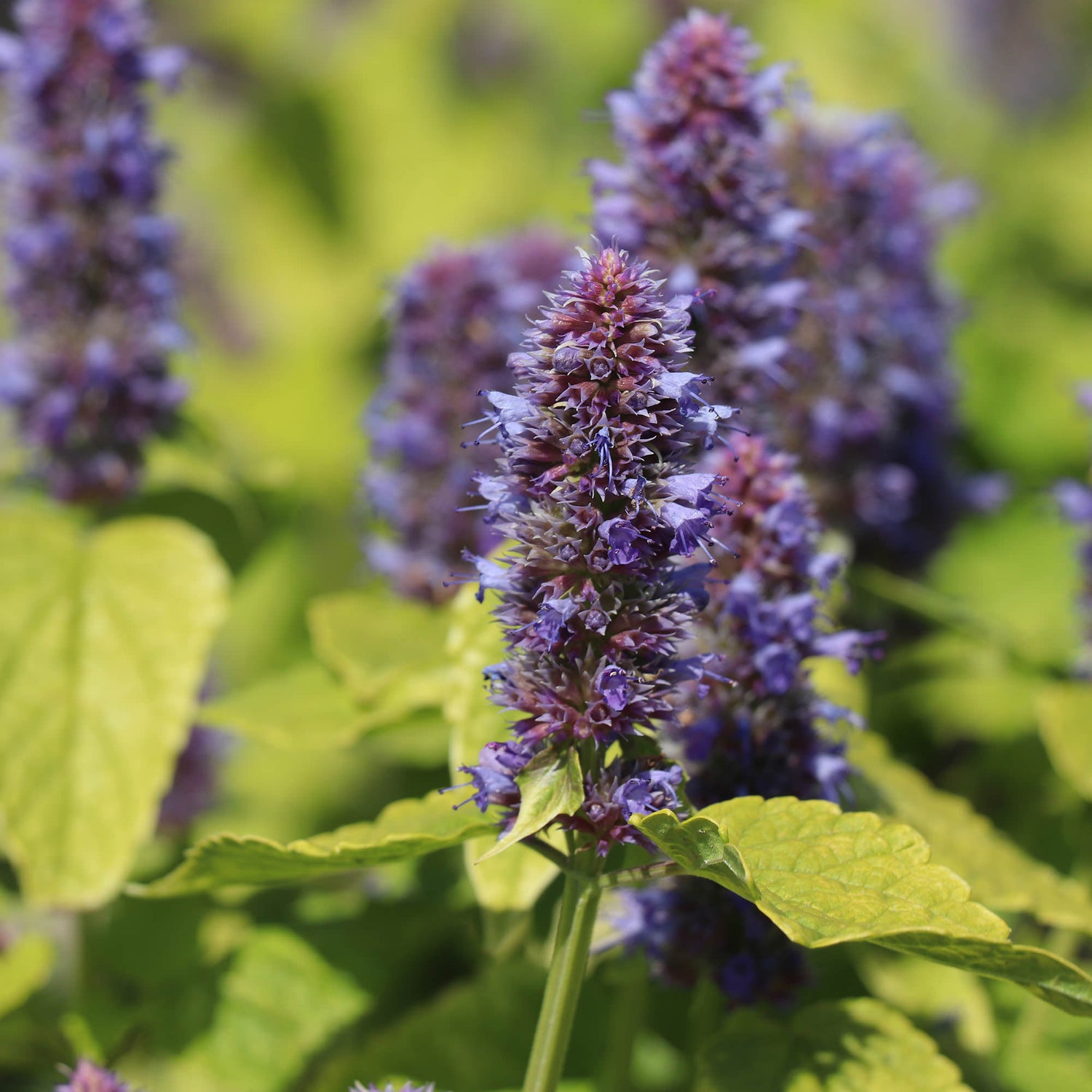 Agastache