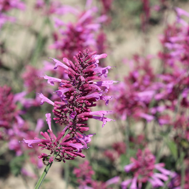 Agastache cana, 'Heather Queen' Hummingbird Mint, Mosquito Hyssop