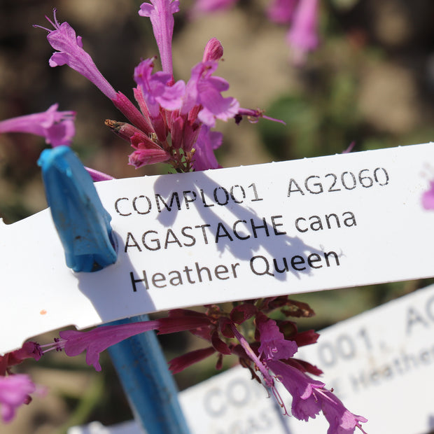 Agastache Cana Heather Queen Seeds