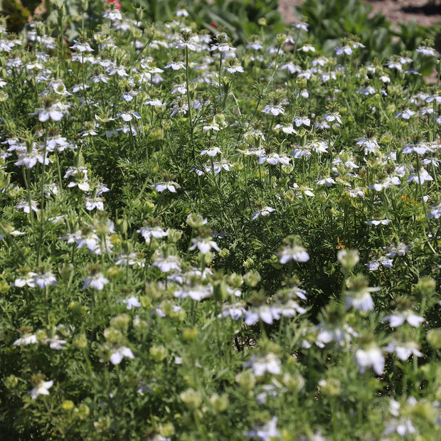 Buy Black Caraway Seeds