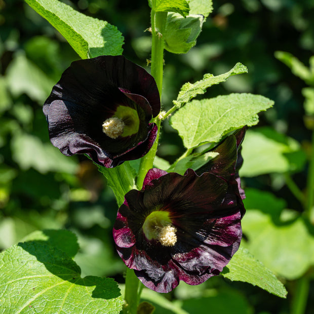 Hollyhock Alcea rosea 'Nigra' Seeds