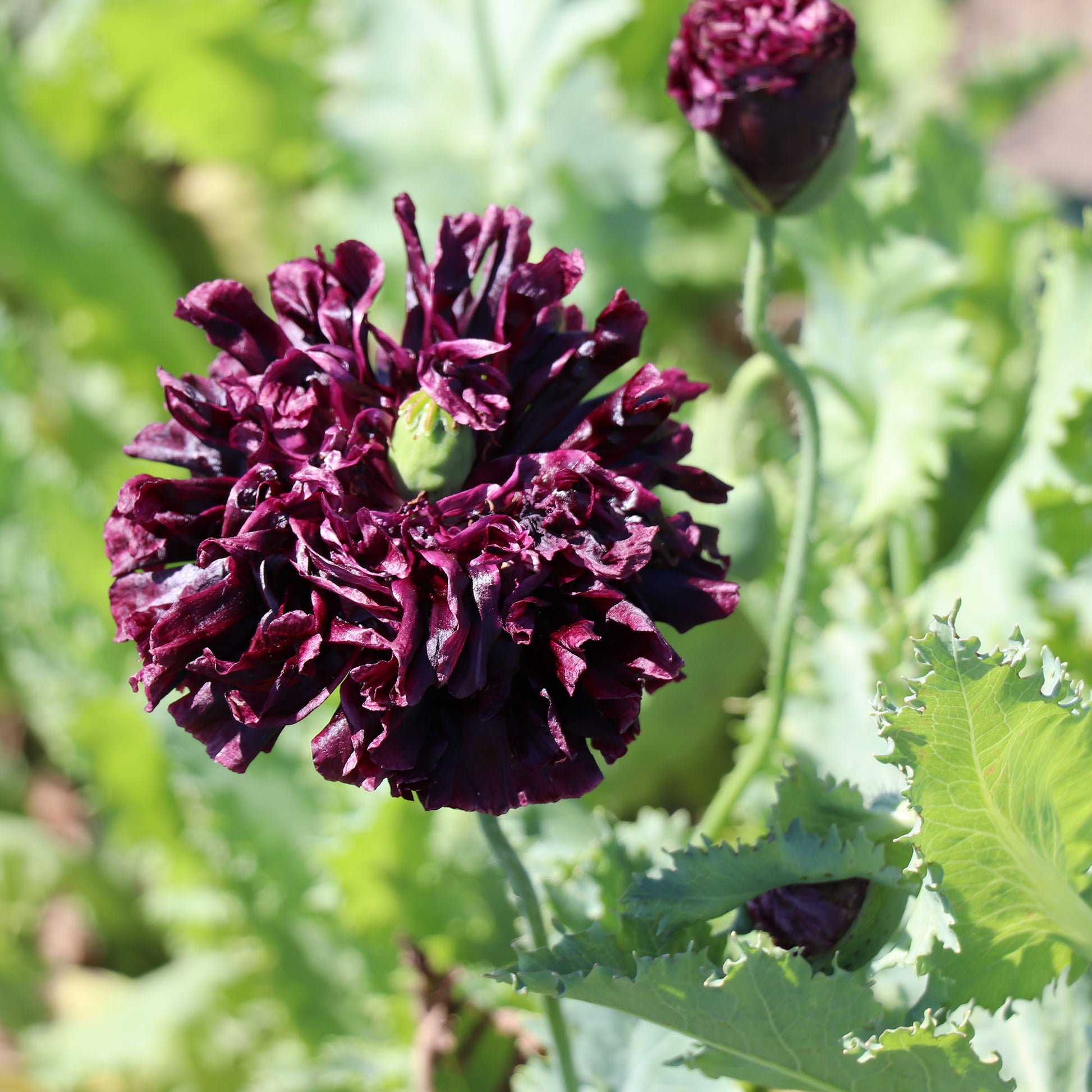black beauty peony flower seeds Poppy 'Black Peony' seeds