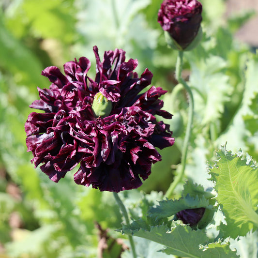 Poppy Black Peony