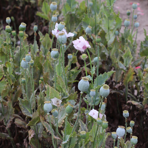 Papaver Somniferum Breadseed Poppy seeds