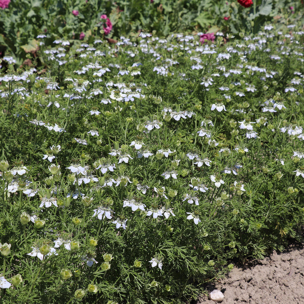 Nigella sativa 'Black Cumin'