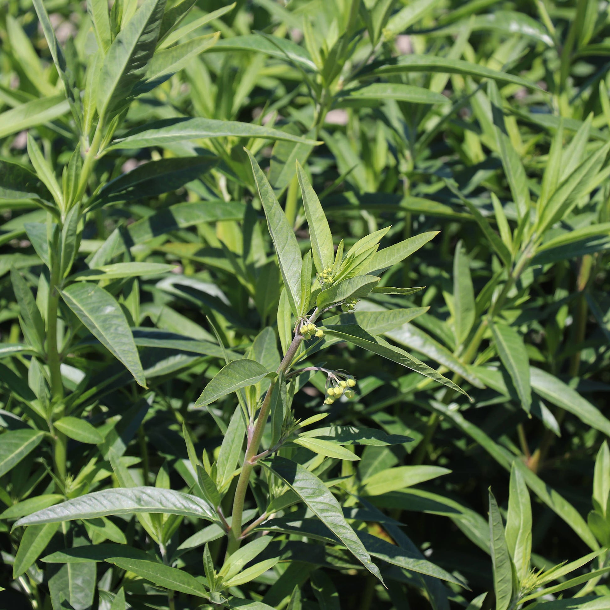a plant that has light and hairy seeds Hairy Balls Milkweed Seeds - Grow Gomphocarpus fructicosus