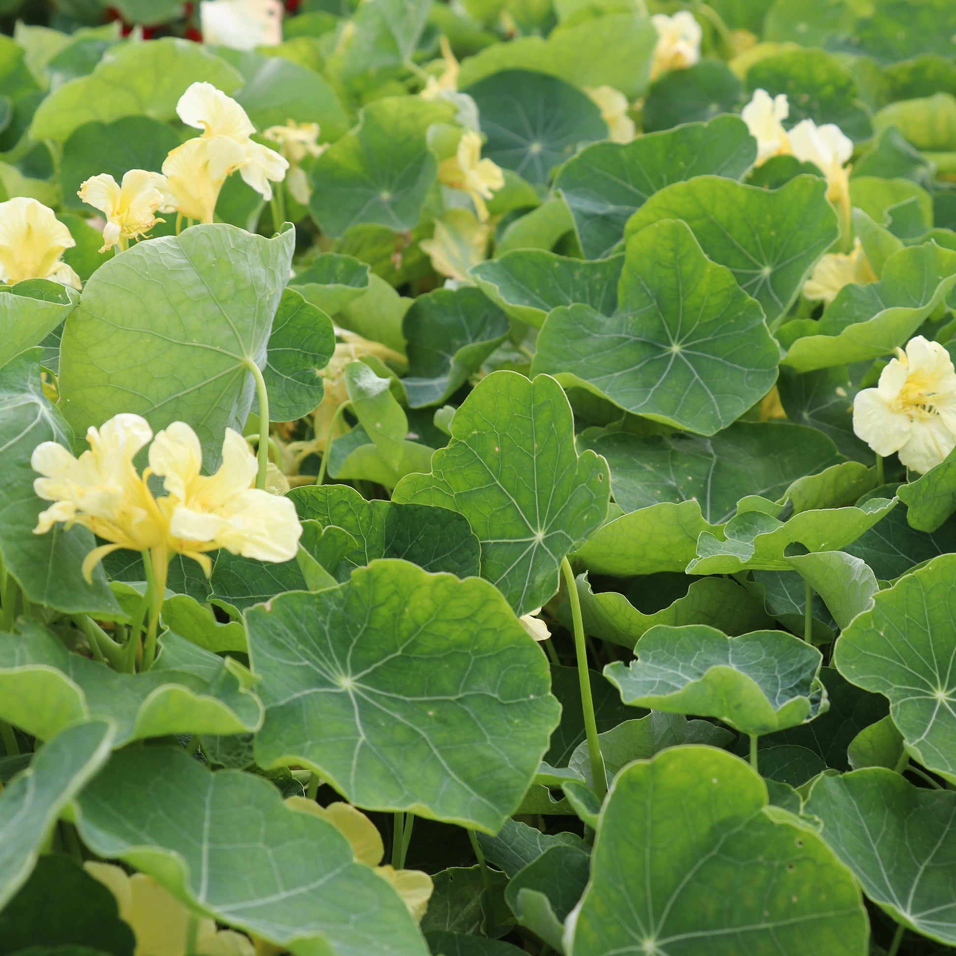 Nasturtium Milkmaid Flowers Seeds