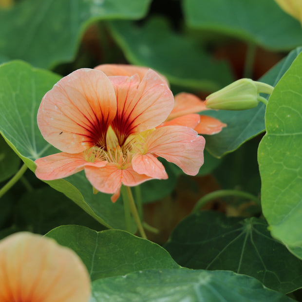 Flower Seeds TROPAEOLUM minus Sahins Paso Doble