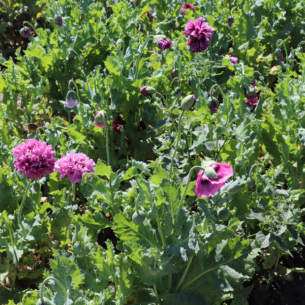 Purple Poppy Seeds - Purple Peony