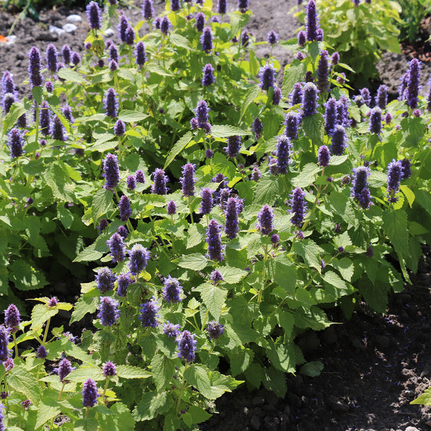 Agastache Golden Jubilee Fontana Seeds