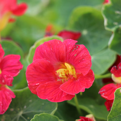 Nasturtium Tip Top Rose