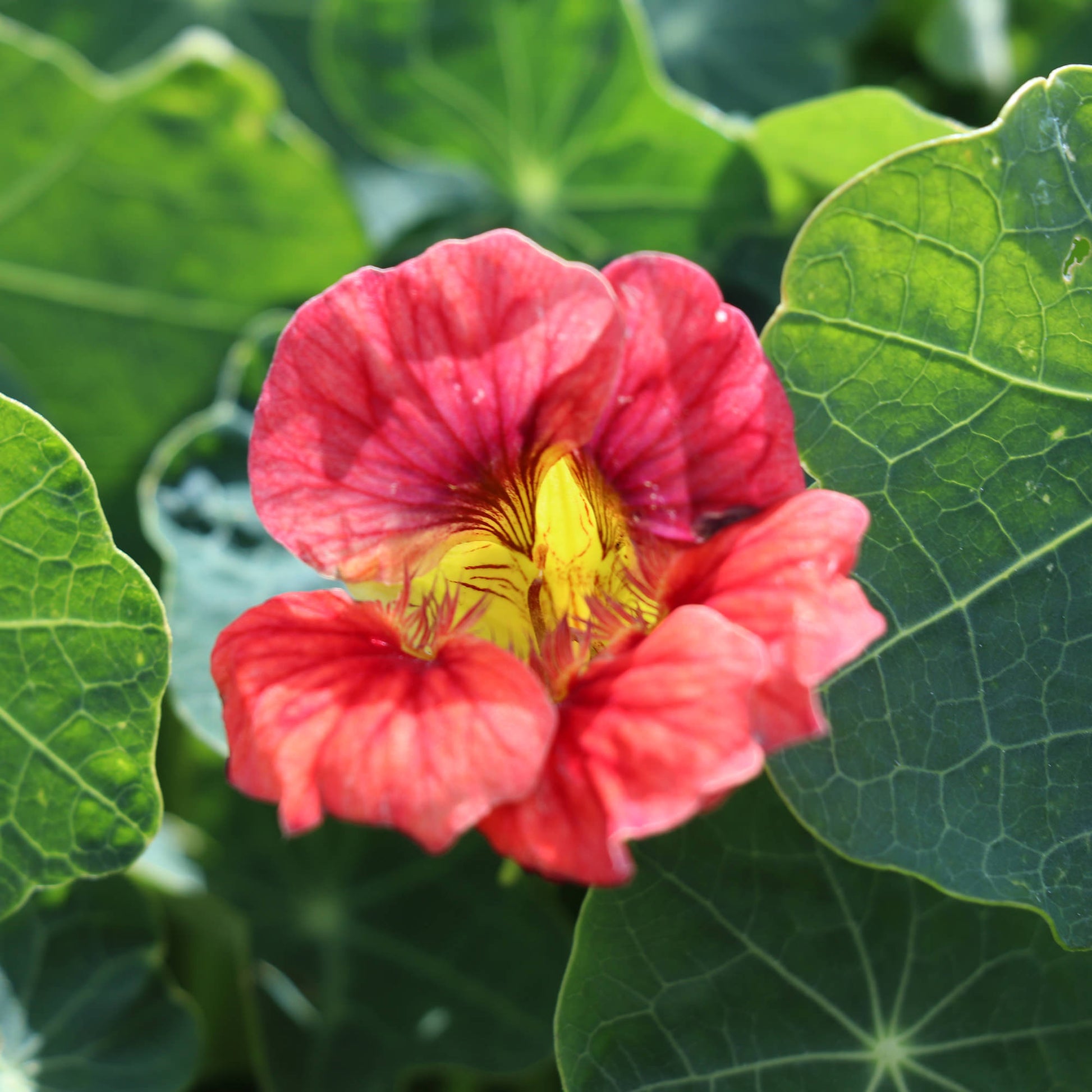 Nasturtium Ladybird Rose