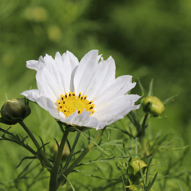 Cosmos Double Dutch White