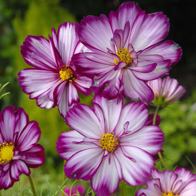 Cosmos Fizzy Rose Picotee