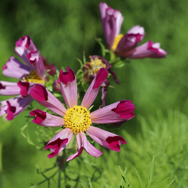 Cosmos Sea Shells Red