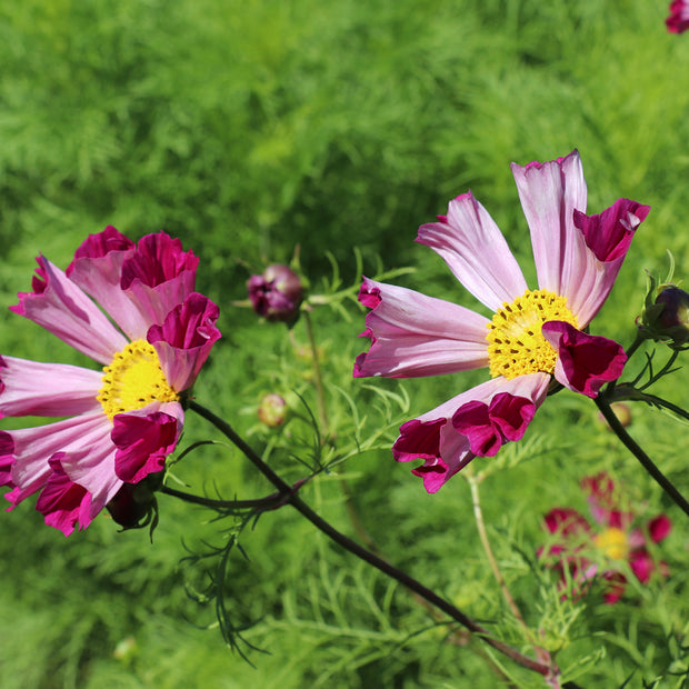 Cosmos Sea Shells Red