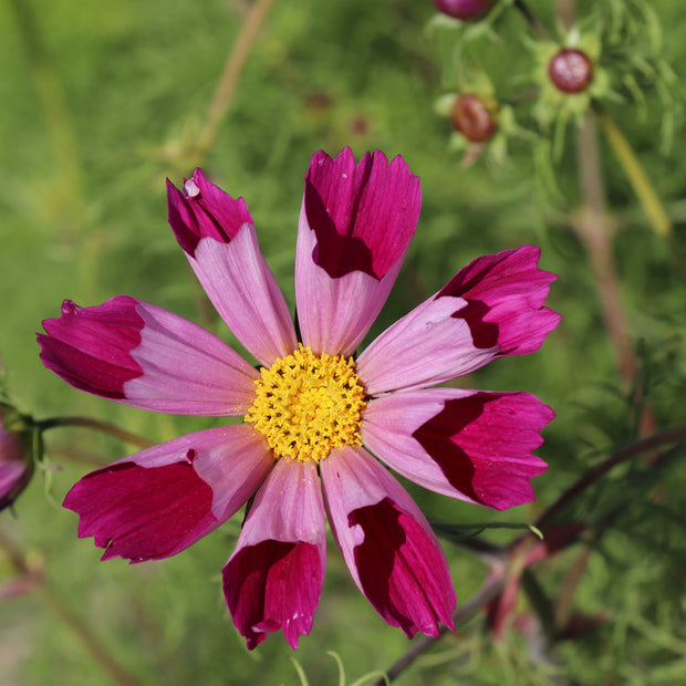 Cosmos Sea Shells Red