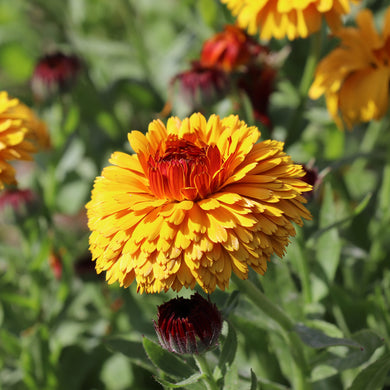 Calendula Bull's Eye