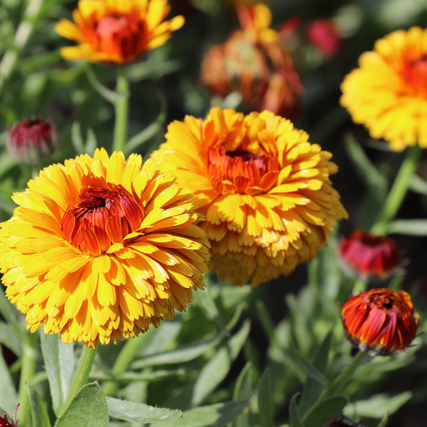 Flower Seeds Calendula Bull's Eye