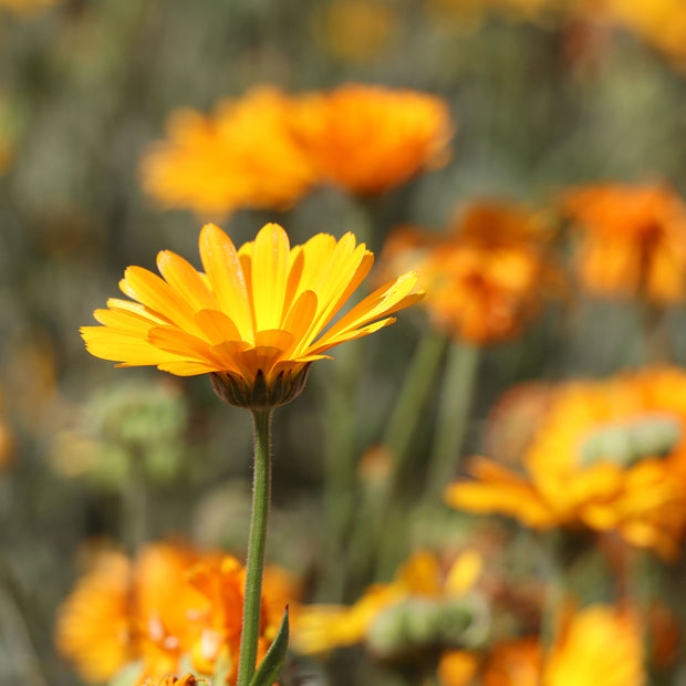 Calendula Funky Stuff