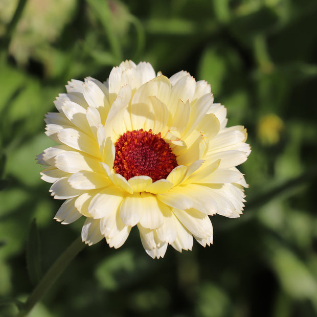 Calendula Ivory Princess