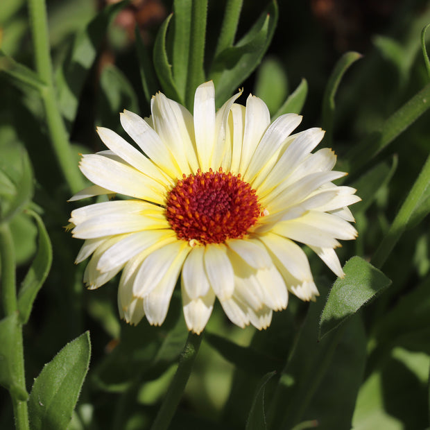 Calendula Ivory Princess