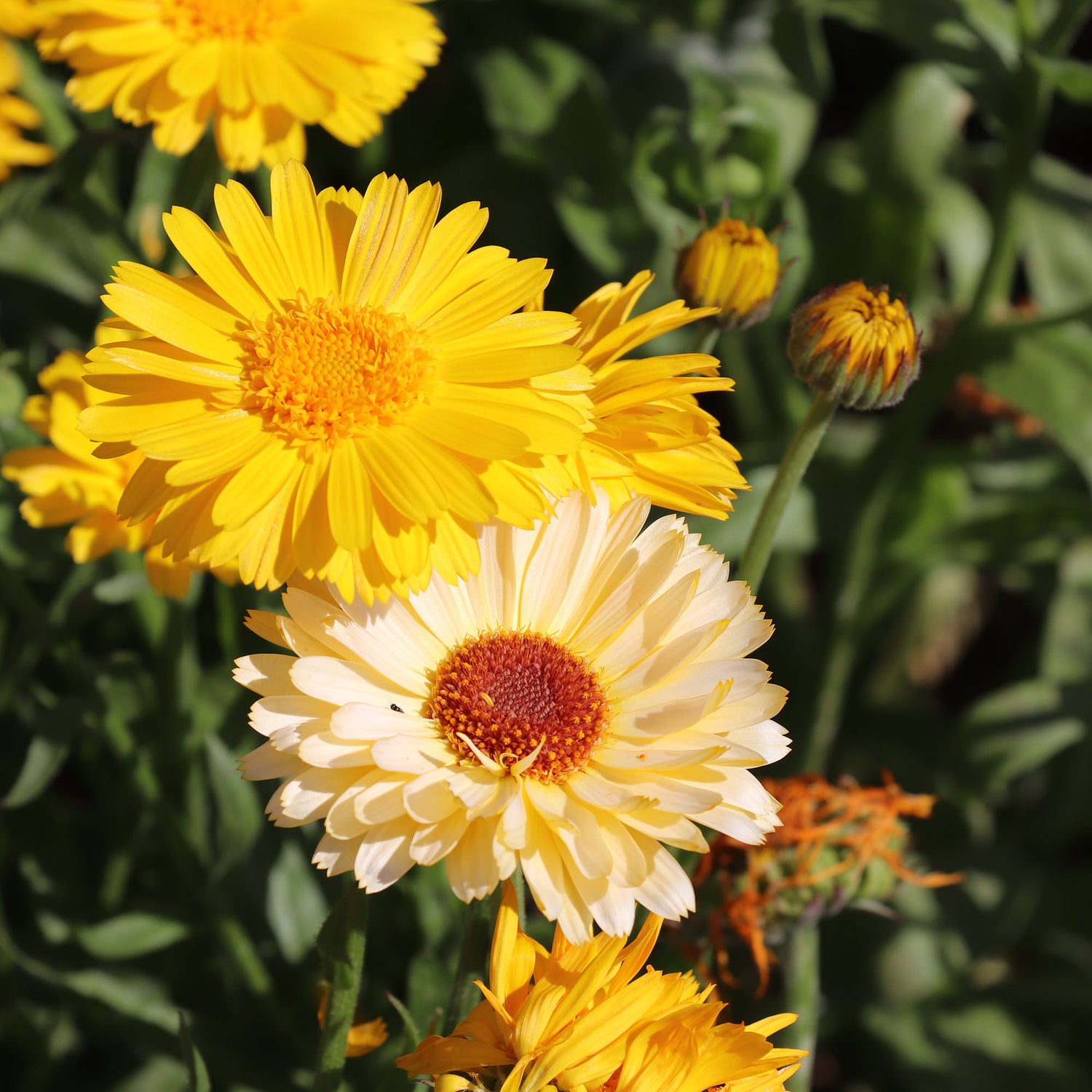 Calendula