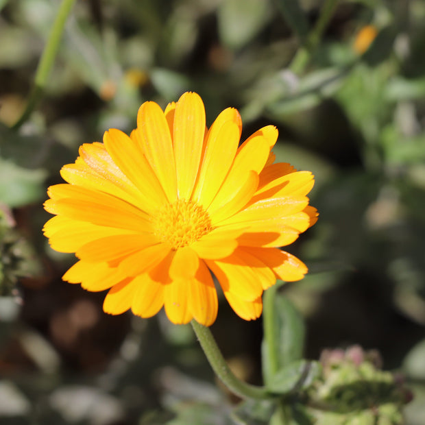 Calendula Funky Stuff