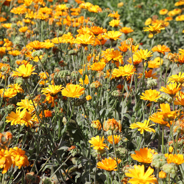 Calendula Funky Stuff