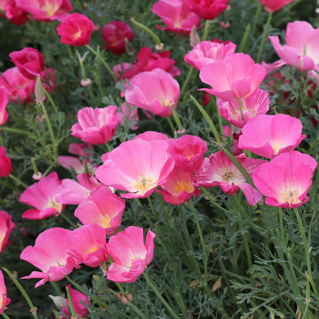 California Poppy Bush Rose Seeds