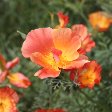 Kalifornischer Mohn-Aprikosen-Chiffon