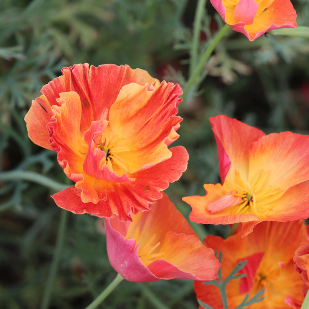 California Poppy Apricot Chiffon