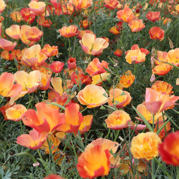 Apricot California Poppies