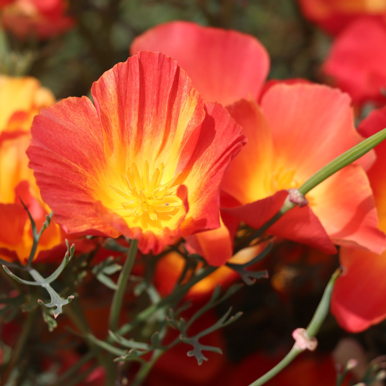 California Poppy