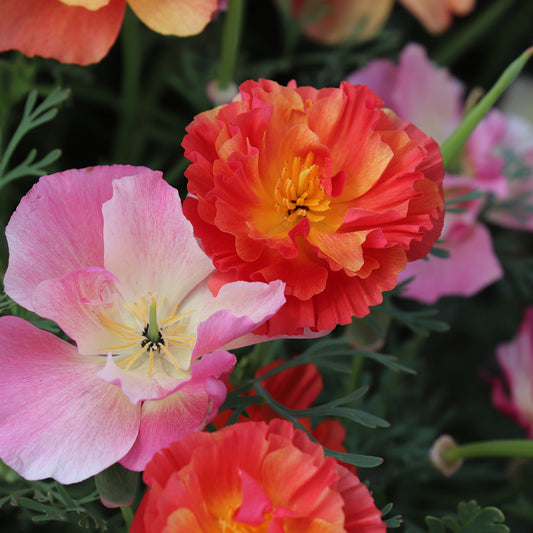 California Poppy XL Jelly Beans