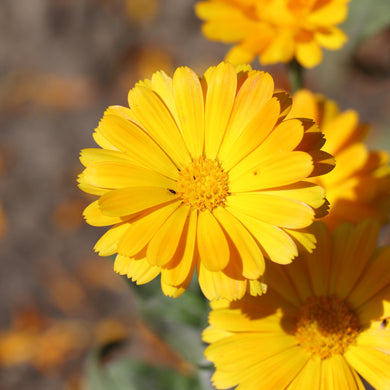 Calendula Funky Stuff