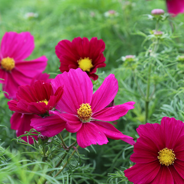 Cosmos Candyfloss Red Seeds