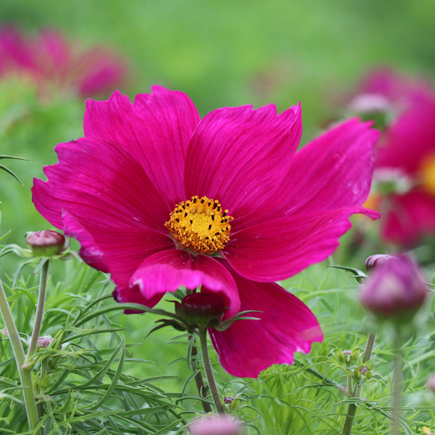 Cosmos Candyfloss Red