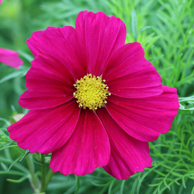 Cosmos Candyfloss Red