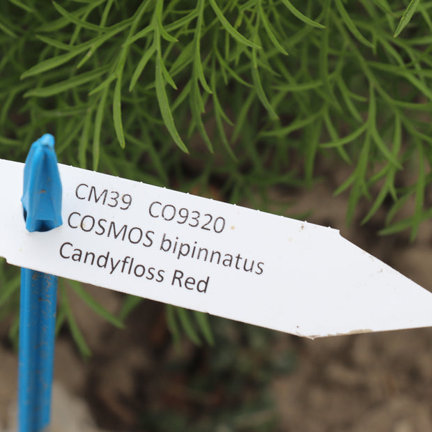 Cosmos Bipinnatus Candyfloss Red label