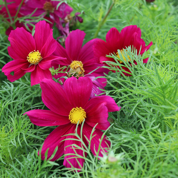 Cosmos Candyfloss Red blooming