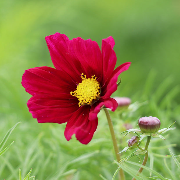 Cosmos Candyfloss Red - Fontana Seeds