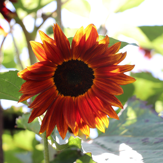 Sunflower seeds claret