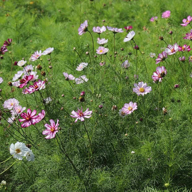 Fizzies cosmos seeds