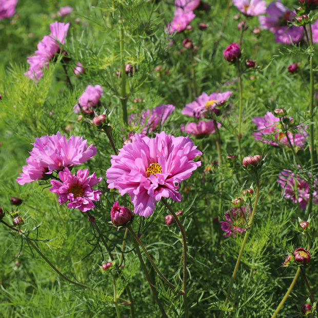 Cosmos Double Dutch Rose