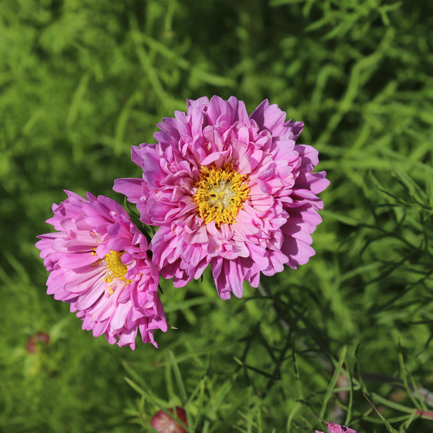 Cosmos Double Dutch Rose