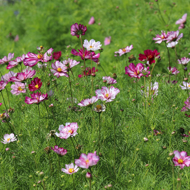 Cosmos Fizzy Rose Picotee