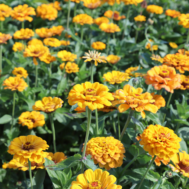 Zinnia Elegans Dahlia-Flowered Golden State