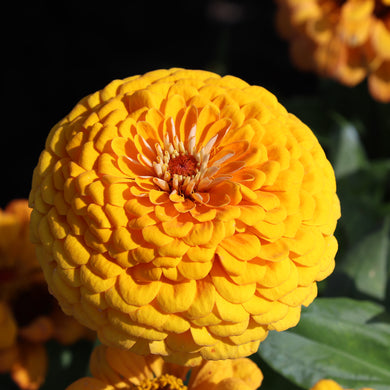 Zinnia Elegans Dahlia-Flowered Golden State